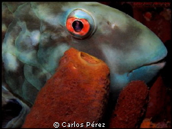 "Deep Look" by Carlos Pérez 
